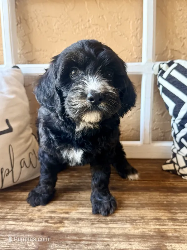 Liberty – Miniature Bernedoodle puppy for sale in Spring Hill, FL