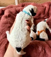 Turquoise collar , a female Poodle - Toy  and Miniature Goldendoodle for sale in Spring Hill, FL – 8 of 10