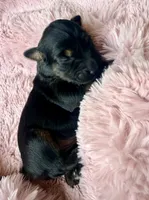 Lyra, a female Miniature Bernedoodle and Miniature Aussiedoodle for sale in Spring Hill, FL – 7 of 10