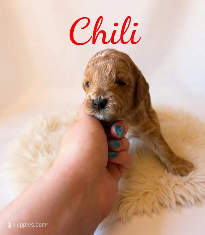 Chili  Mico Mini – Miniature Goldendoodle puppy for sale in Spring Hill, FL