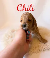 Mico Mini chili, a male Miniature Goldendoodle for sale in Spring Hill, FL – 1 of 10