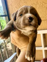 Truman, a male Miniature Bernedoodle for sale in Spring Hill, FL – 6 of 10