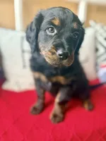 Peach , a female Miniature Aussiedoodle and Miniature Goldendoodle for sale in Port Richey, FL – Photo 4 of 10