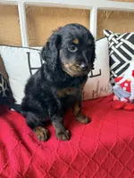 Peach , a female Miniature Aussiedoodle and Miniature Goldendoodle for sale in Port Richey, FL – Photo 1 of 10