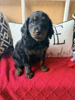 Peach , a female Miniature Aussiedoodle and Miniature Goldendoodle for sale in Port Richey, FL – Photo 10 of 10