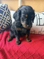 Peach , a female Miniature Aussiedoodle and Miniature Goldendoodle for sale in Port Richey, FL – Photo 9 of 10