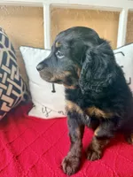 Peach , a female Miniature Aussiedoodle and Miniature Goldendoodle for sale in Port Richey, FL – Photo 8 of 10