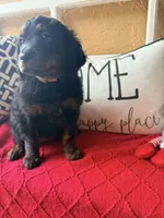 Peach , a female Miniature Aussiedoodle and Miniature Goldendoodle for sale in Port Richey, FL – Photo 7 of 10