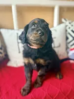 Peach , a female Miniature Aussiedoodle and Miniature Goldendoodle for sale in Port Richey, FL – Photo 5 of 10