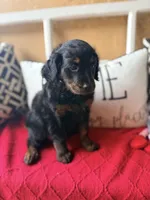 Peach , a female Miniature Aussiedoodle and Miniature Goldendoodle for sale in Port Richey, FL – Photo 2 of 10