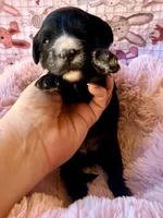 Liberty, a female Miniature Bernedoodle for sale in Spring Hill, FL – 3 of 10