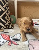 Waffles, a male Goldendoodle for sale in Port Richey, FL – 8 of 10