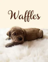 Waffles, a male Goldendoodle for sale in Port Richey, FL – 3 of 10