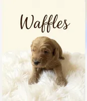 Waffles, a male Goldendoodle for sale in Port Richey, FL – 4 of 10