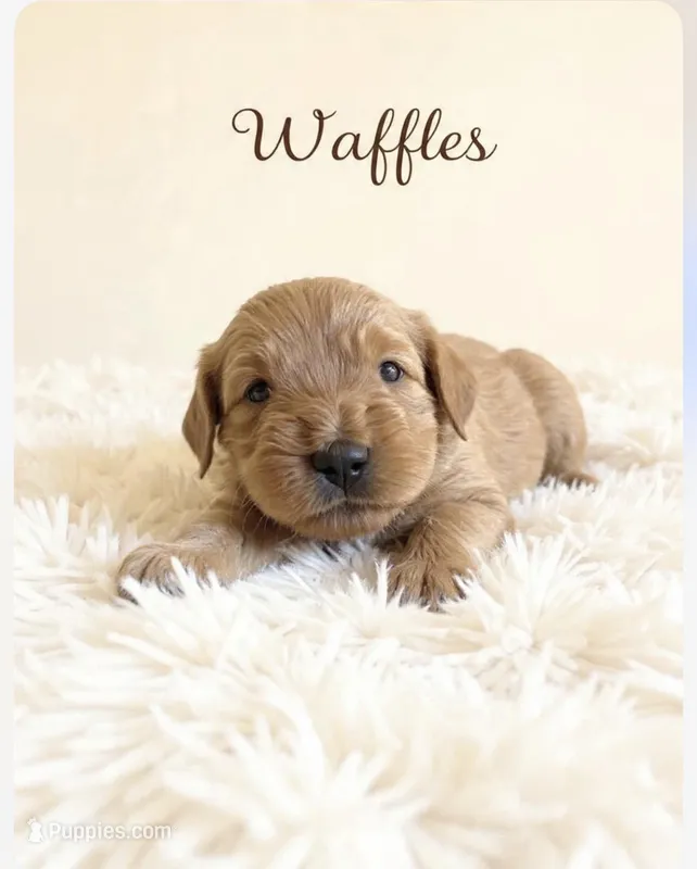 Waffles – Goldendoodle puppy for sale in Port Richey, FL