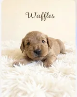 Waffles, a male Goldendoodle for sale in Port Richey, FL – 1 of 10