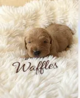 Waffles, a male Goldendoodle for sale in Port Richey, FL – 2 of 10