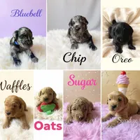 Waffles, a male Goldendoodle for sale in Port Richey, FL – 10 of 10