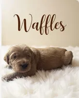 Waffles, a male Goldendoodle for sale in Port Richey, FL – 7 of 10