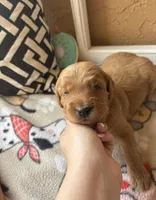Waffles, a male Goldendoodle for sale in Port Richey, FL – 9 of 10