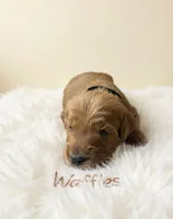 Waffles, a male Goldendoodle for sale in Port Richey, FL – 5 of 10