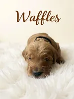 Waffles, a male Goldendoodle for sale in Port Richey, FL – 6 of 10