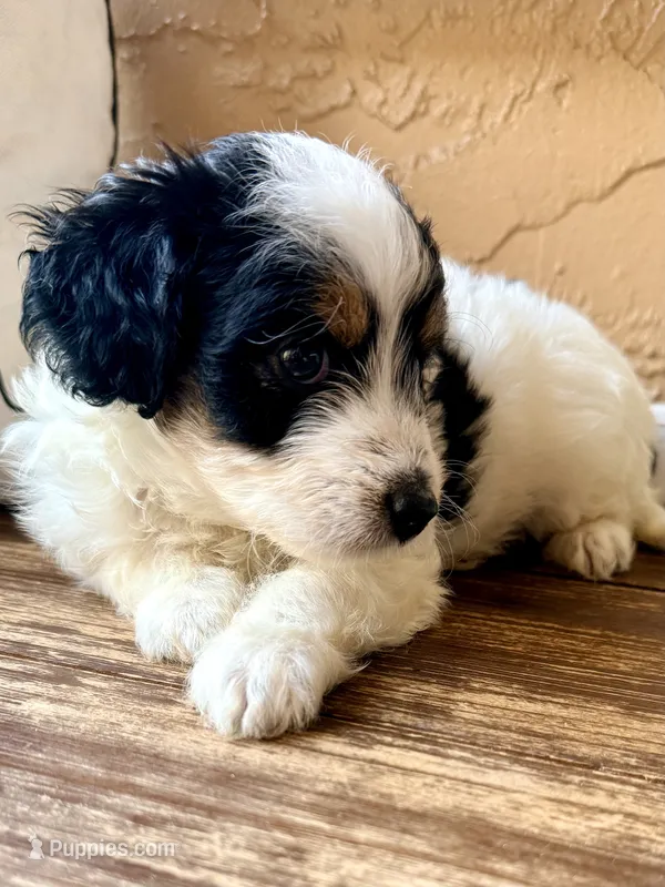 Shadow Toy  – Toy Australian Shepherd, Miniature Aussiedoodle puppy for sale in Spring Hill, FL