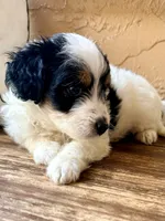 Shadow (Tiny) , a male Toy Australian Shepherd and Miniature Aussiedoodle for sale in Spring Hill, FL – 1 of 10