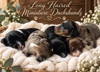 Fester , a male Miniature Dachshund for sale in Spring Hill, FL – 10 of 10