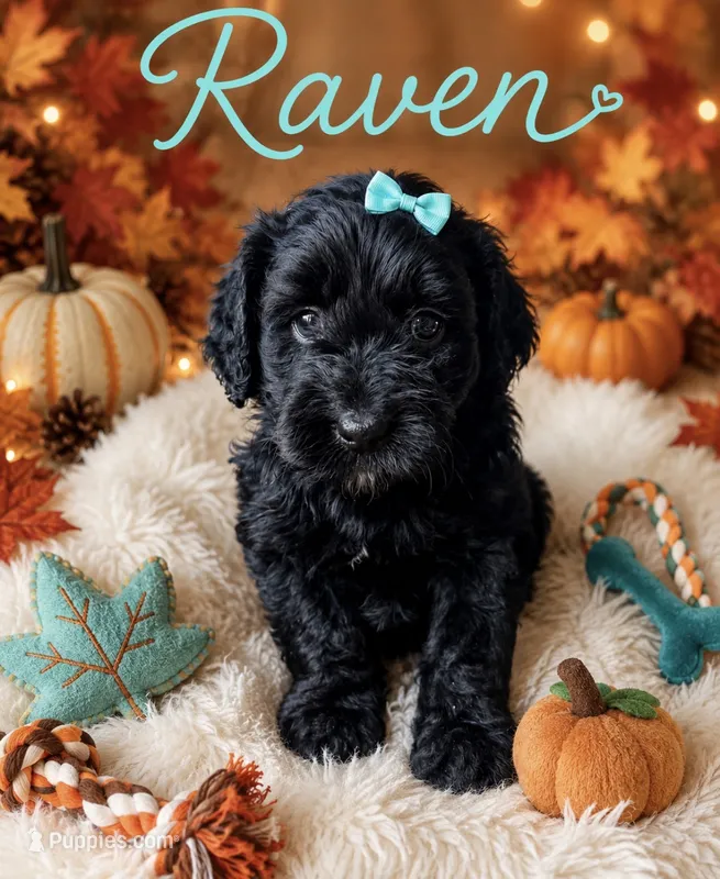 Raven  – Miniature Bernedoodle, Miniature Aussiedoodle puppy for sale in Spring Hill, FL