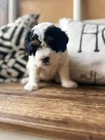 Orange collar , a female Poodle - Toy  and Miniature Bernedoodle for sale in Spring Hill, FL – 1 of 10