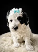 Coraline, a female Miniature Bernedoodle and Miniature Goldendoodle for sale in Spring Hill, FL – 2 of 10