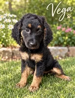 Vega, a female Miniature Bernedoodle and Miniature Aussiedoodle for sale in Spring Hill, FL – 1 of 10