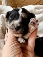 Slate , a male Toy Australian Shepherd and Miniature Aussiedoodle for sale in Spring Hill, FL – 1 of 10