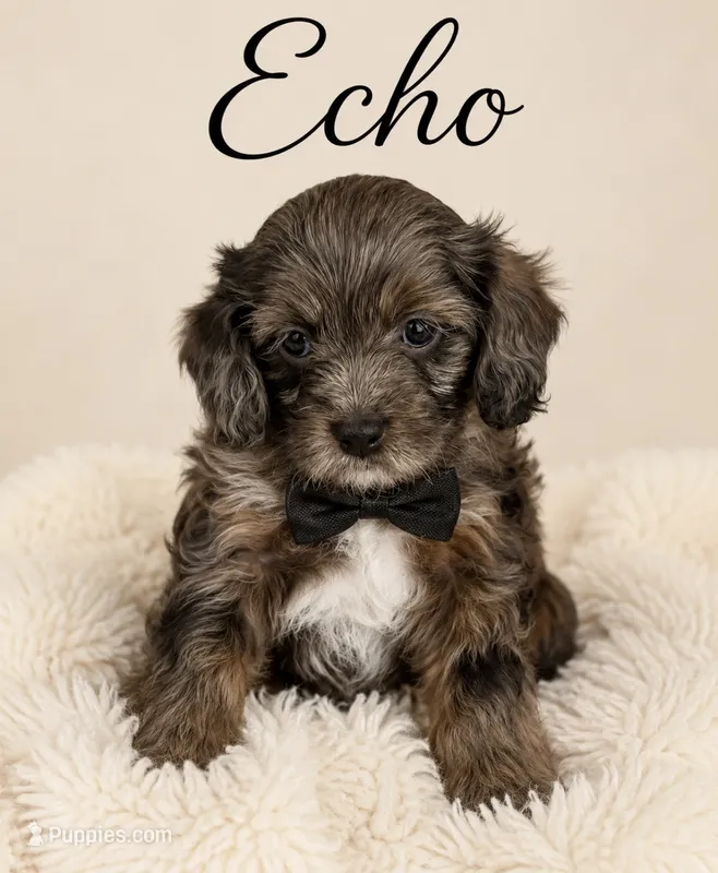 Echo  – Cavapoo puppy for sale in Spring Hill, FL