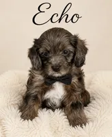 Echo , a male Cavapoo for sale in Spring Hill, FL – 4 of 10