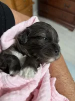 Ella, a female Cavapoo for sale in Spring Hill, FL – 6 of 10