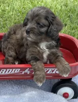 Echo , a male Cavapoo for sale in Spring Hill, FL – 7 of 10