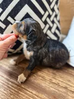 Sable. (Toy), a female Toy Australian Shepherd and Miniature Aussiedoodle for sale in Spring Hill, FL – 6 of 10