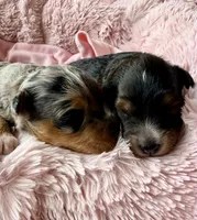Skye, a female Toy Australian Shepherd and Miniature Aussiedoodle for sale in Spring Hill, FL – 5 of 10