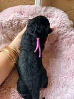 Vega (pink) , a female Miniature Bernedoodle and Miniature Aussiedoodle for sale in Spring Hill, FL – 9 of 10