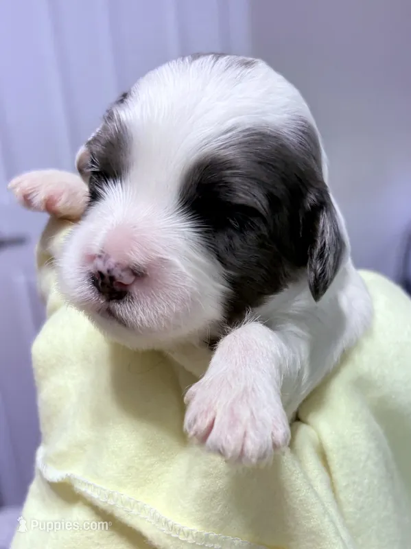 Edgar  – Cavapoo puppy for sale in Spring Hill, FL
