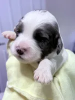Edgar , a male Cavapoo for sale in Spring Hill, FL – 1 of 9
