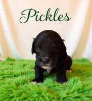 Pickles , a male Miniature Goldendoodle for sale in Spring Hill, FL – 5 of 10