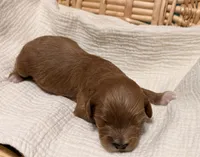 Erin , a male Cavapoo for sale in Spring Hill, FL – 7 of 10