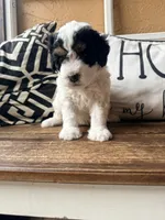 Orange collar , a female Poodle - Toy  and Miniature Bernedoodle for sale in Spring Hill, FL – 7 of 10