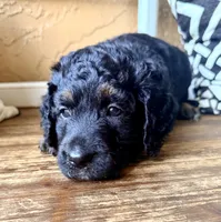 Vega, a female Miniature Bernedoodle and Miniature Aussiedoodle for sale in Spring Hill, FL – 5 of 10