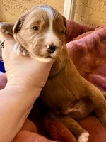 Truman, a male Miniature Bernedoodle for sale in Spring Hill, FL – 2 of 10