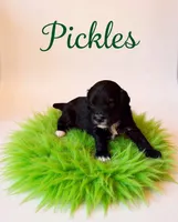 Pickles , a male Miniature Goldendoodle for sale in Spring Hill, FL – 3 of 10