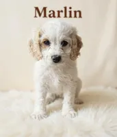 Mini Marlin, a male Cockapoo for sale in Port Richey, FL – 6 of 9